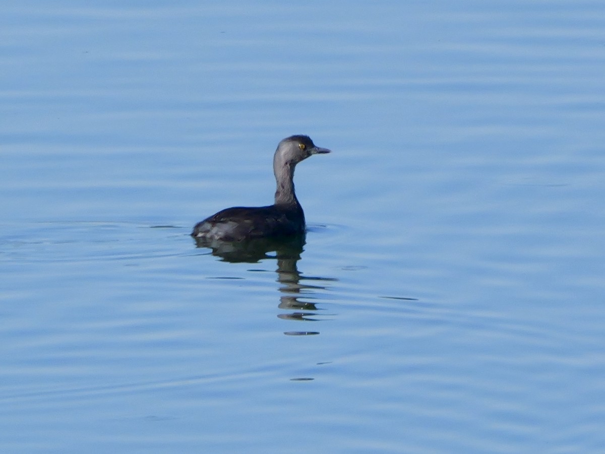 Least Grebe - ML643299037