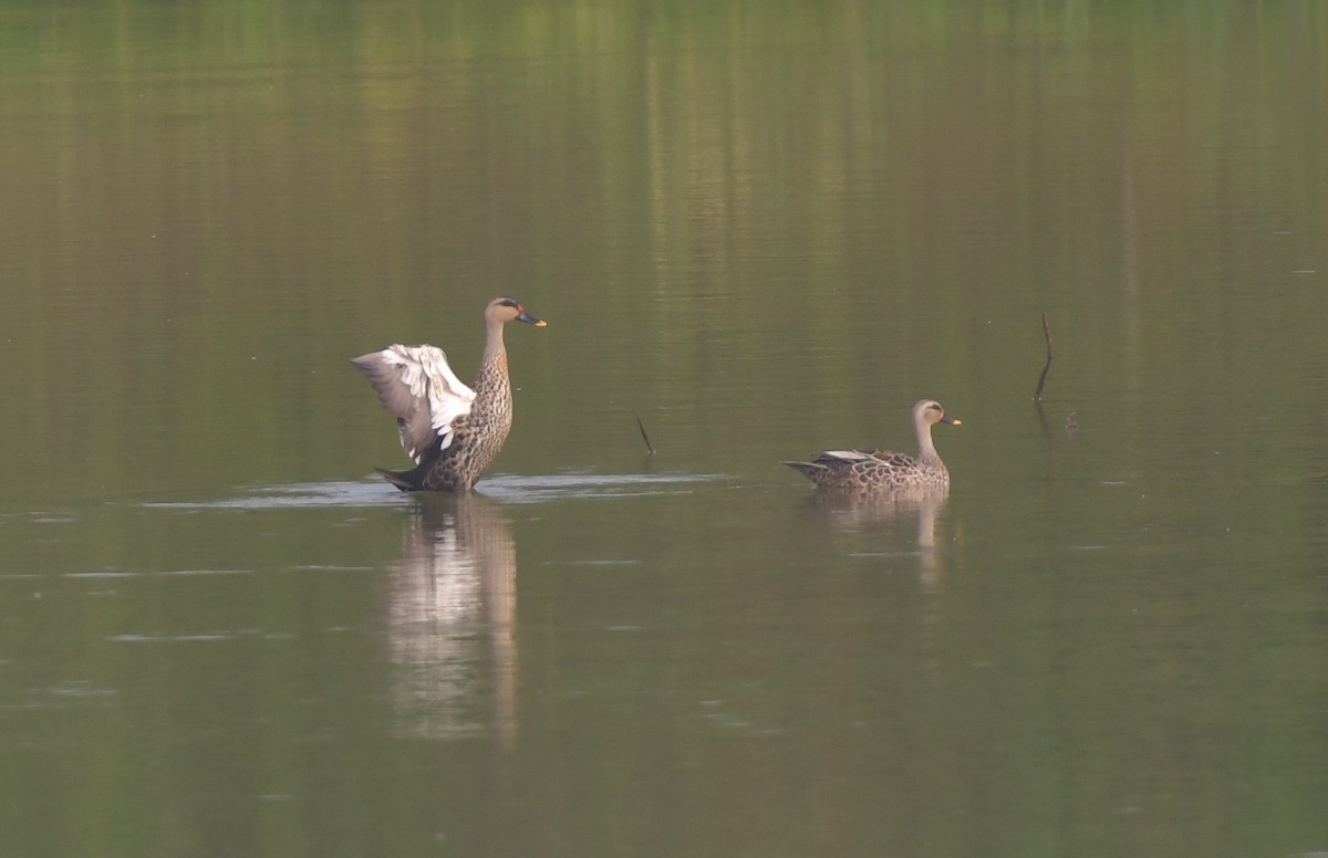 Indian Spot-billed Duck - ML643299043