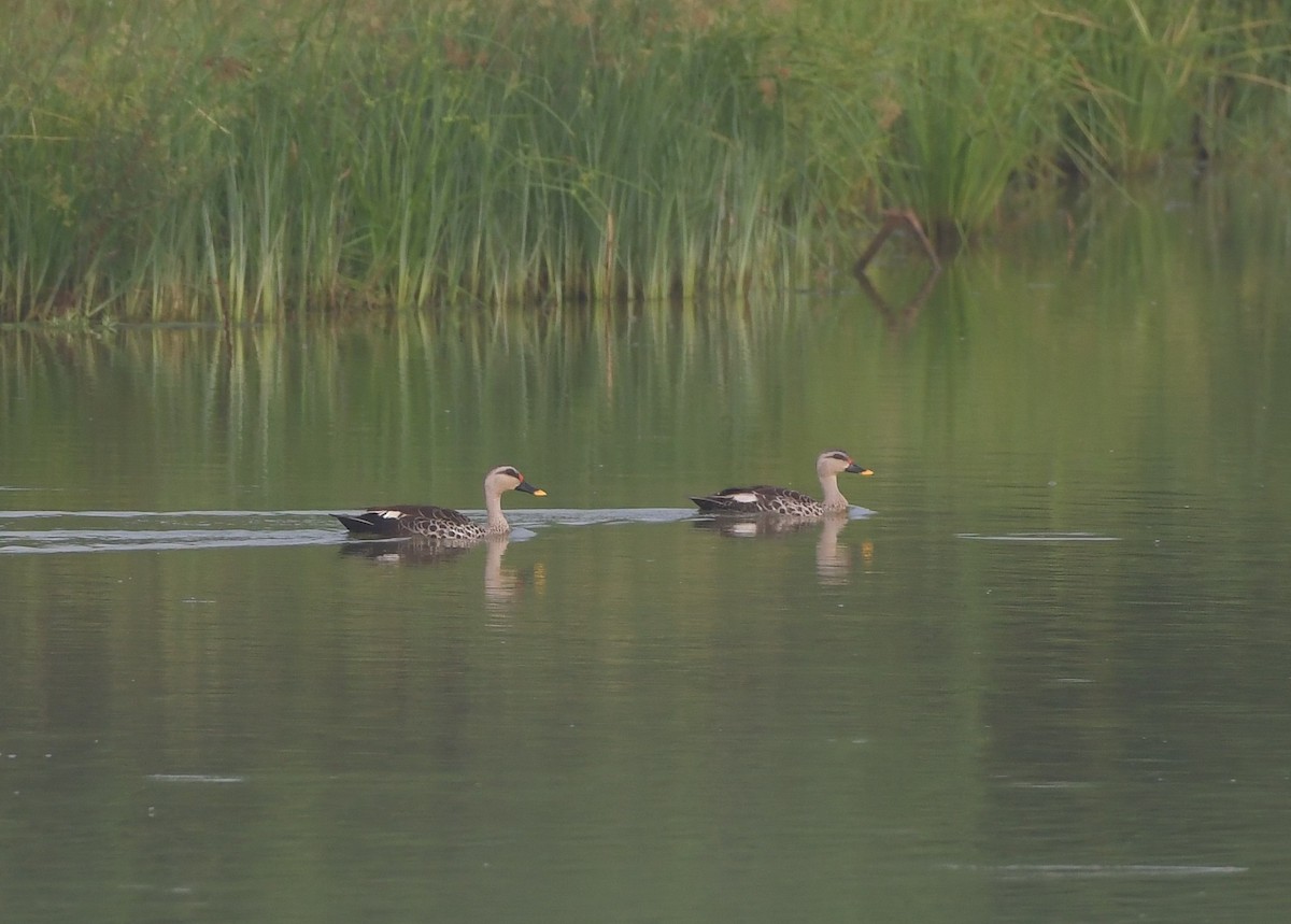 Indian Spot-billed Duck - ML643299044