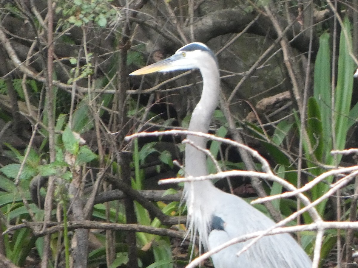 Great Blue Heron - ML643299049
