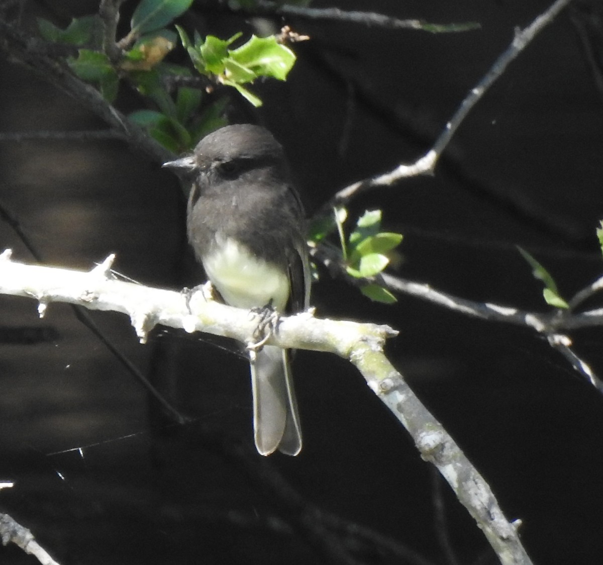 Black Phoebe - ML643299051