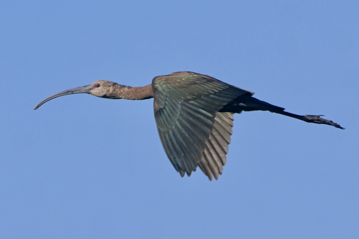White-faced Ibis - ML643299060