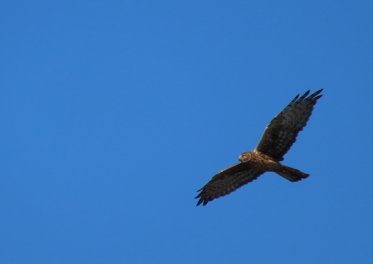 Northern Harrier - ML643299068