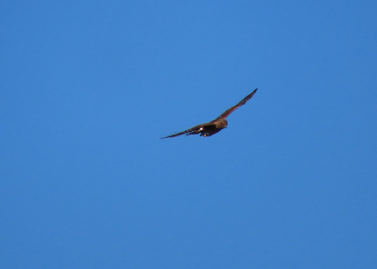 Northern Harrier - ML643299069