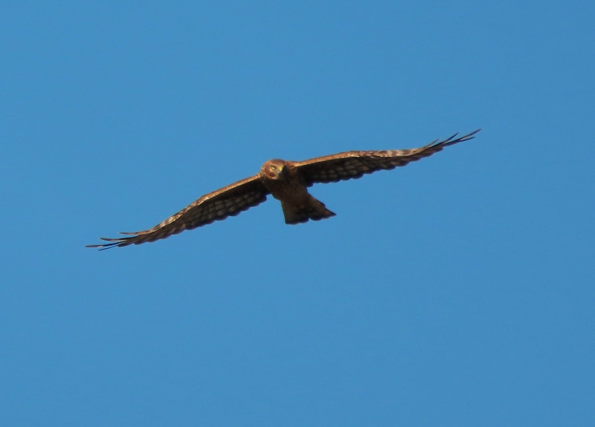 Northern Harrier - ML643299078