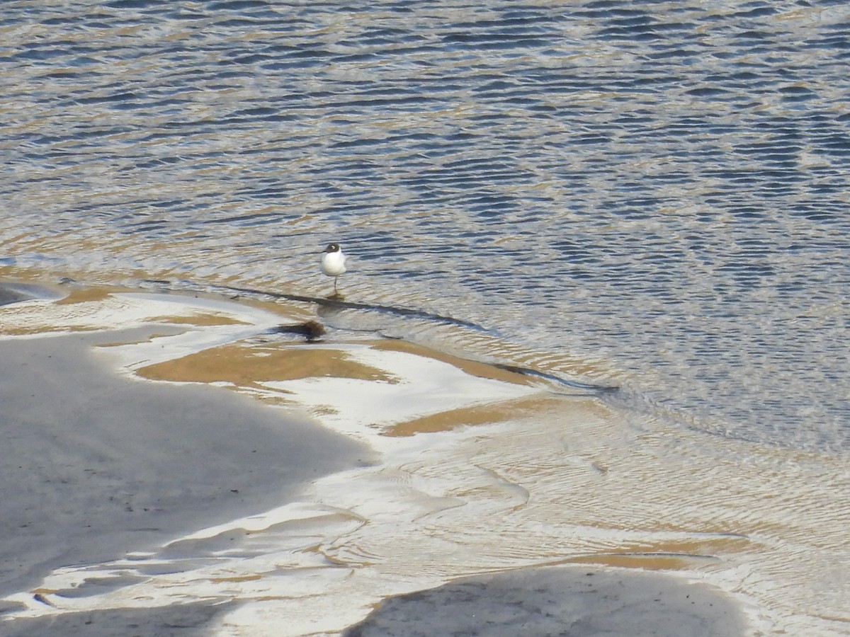 Andean Gull - ML643299117