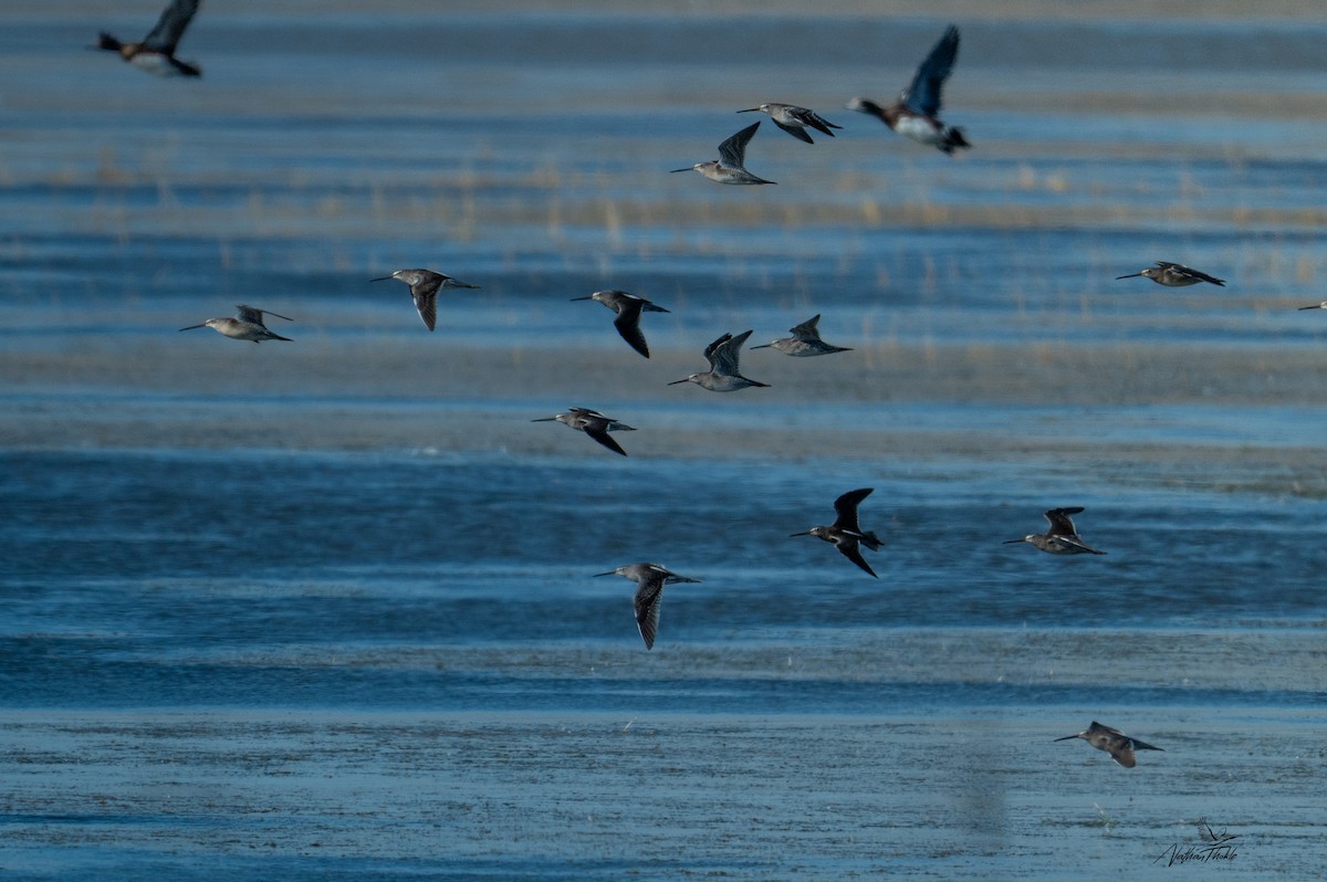 Long-billed Dowitcher - ML643299127