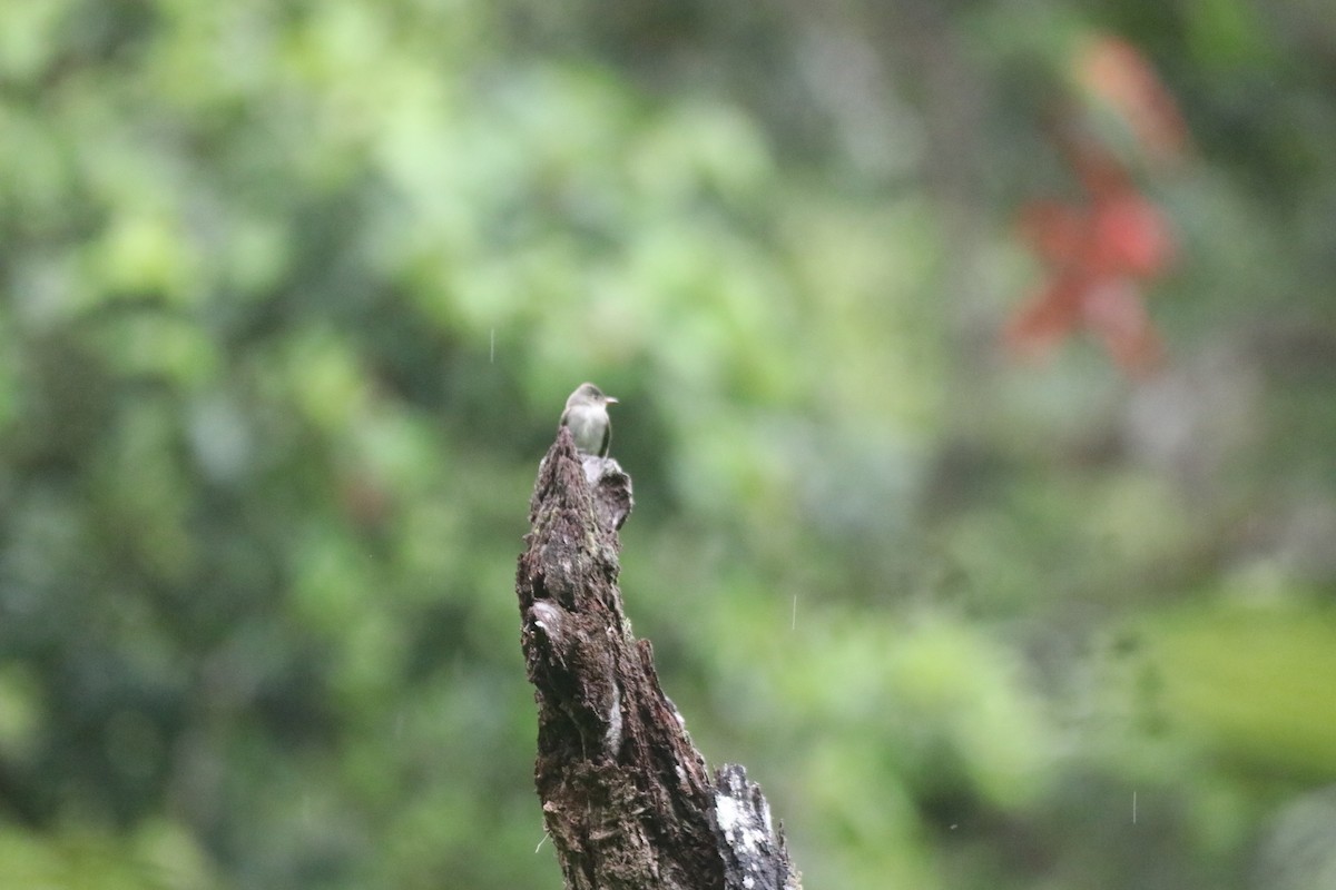 Northern Tropical Pewee - ML643299138