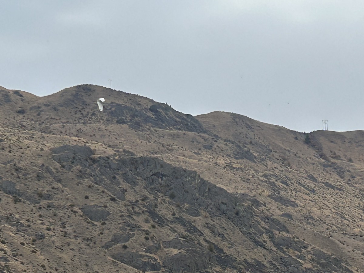 egretthegre - ML643299139