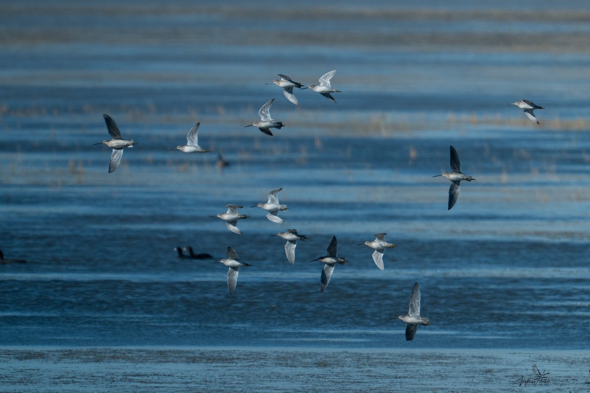 Long-billed Dowitcher - ML643299149