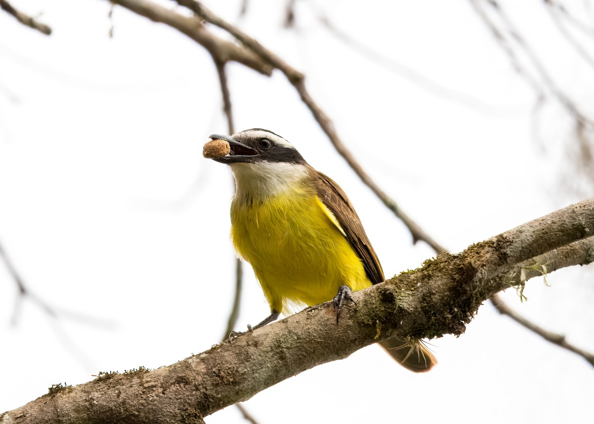 Great Kiskadee - ML643299155