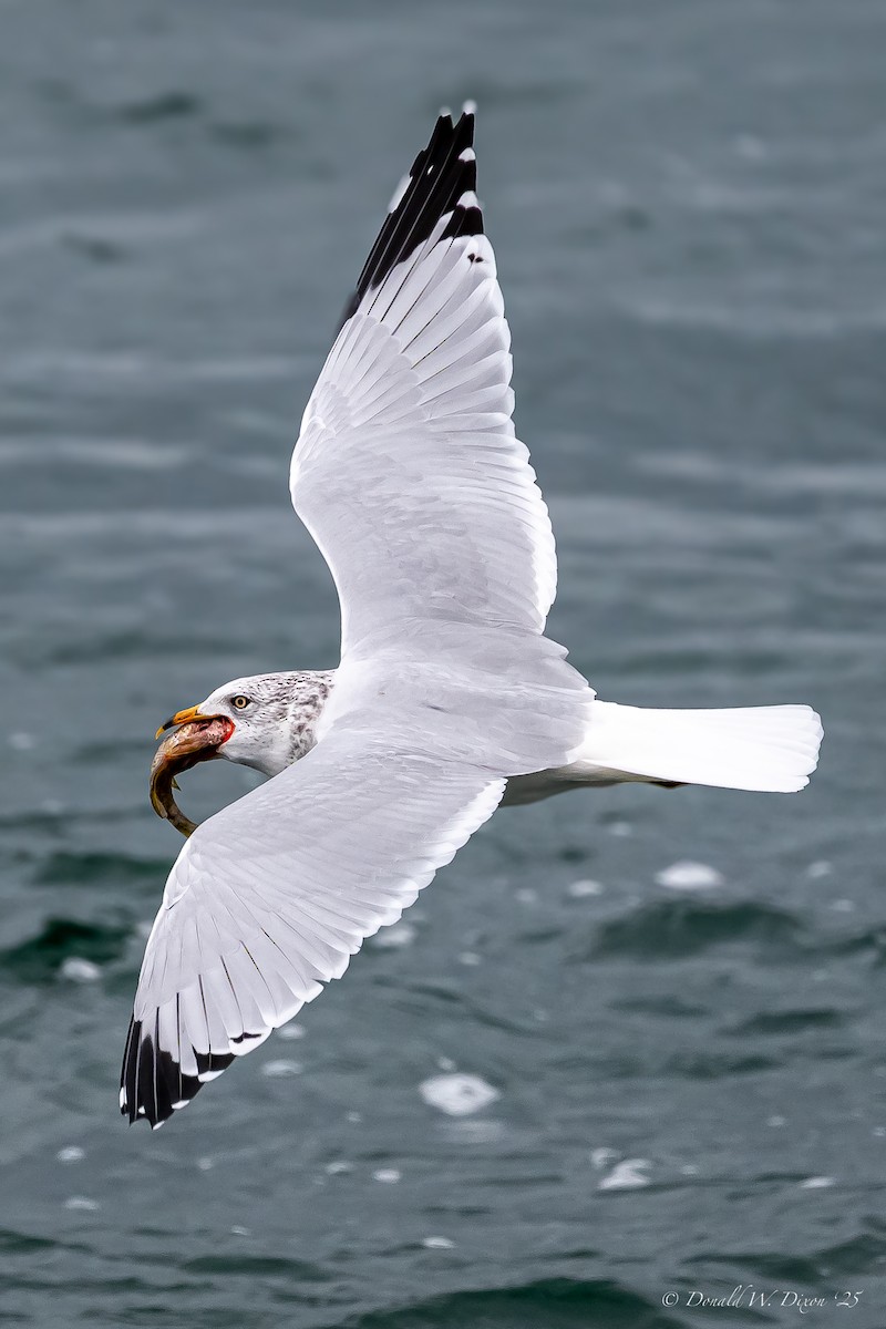 Ring-billed Gull - ML643299186