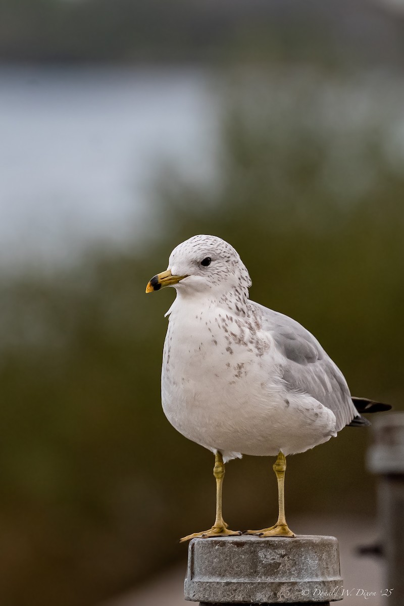Ring-billed Gull - ML643299187