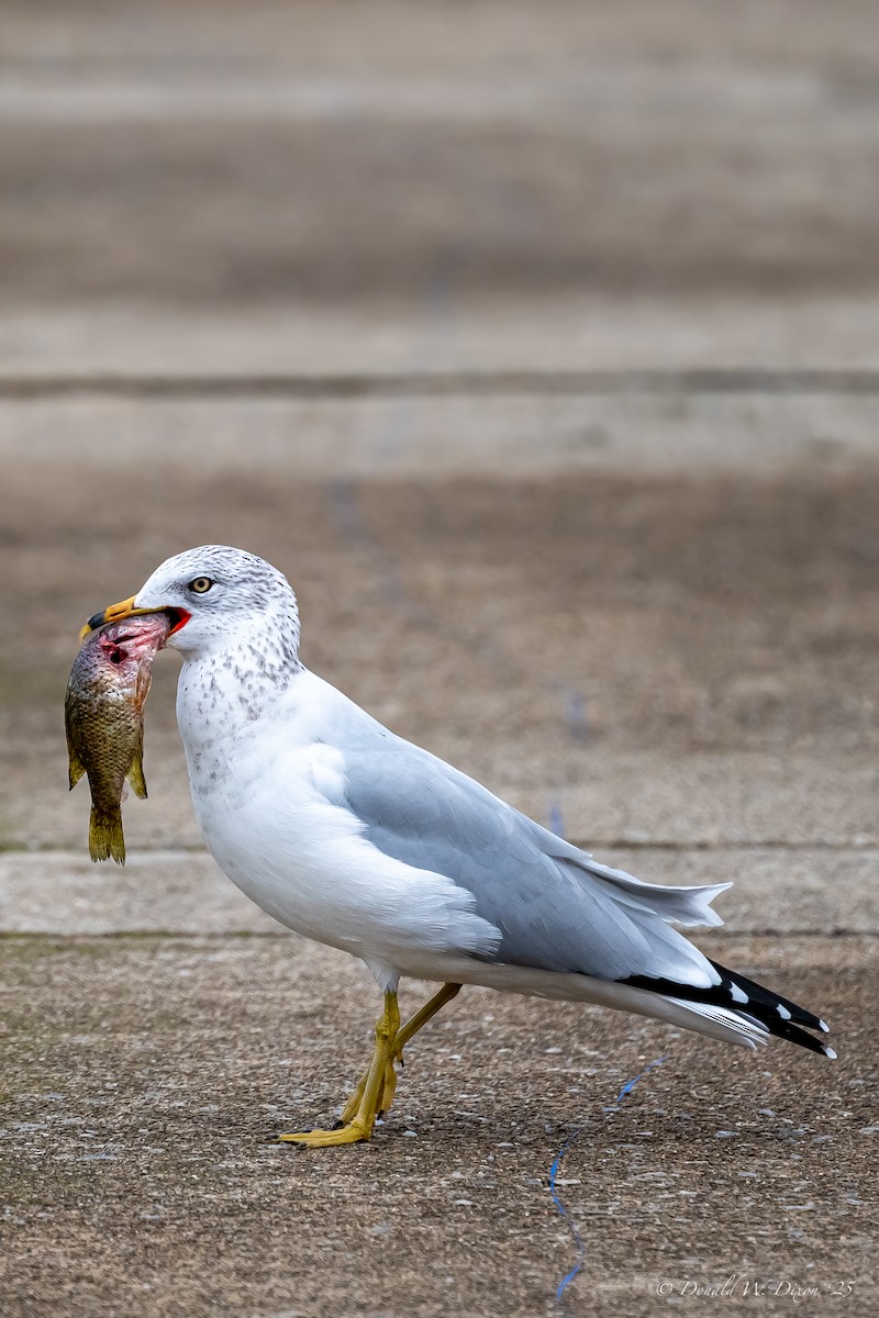Ring-billed Gull - ML643299189