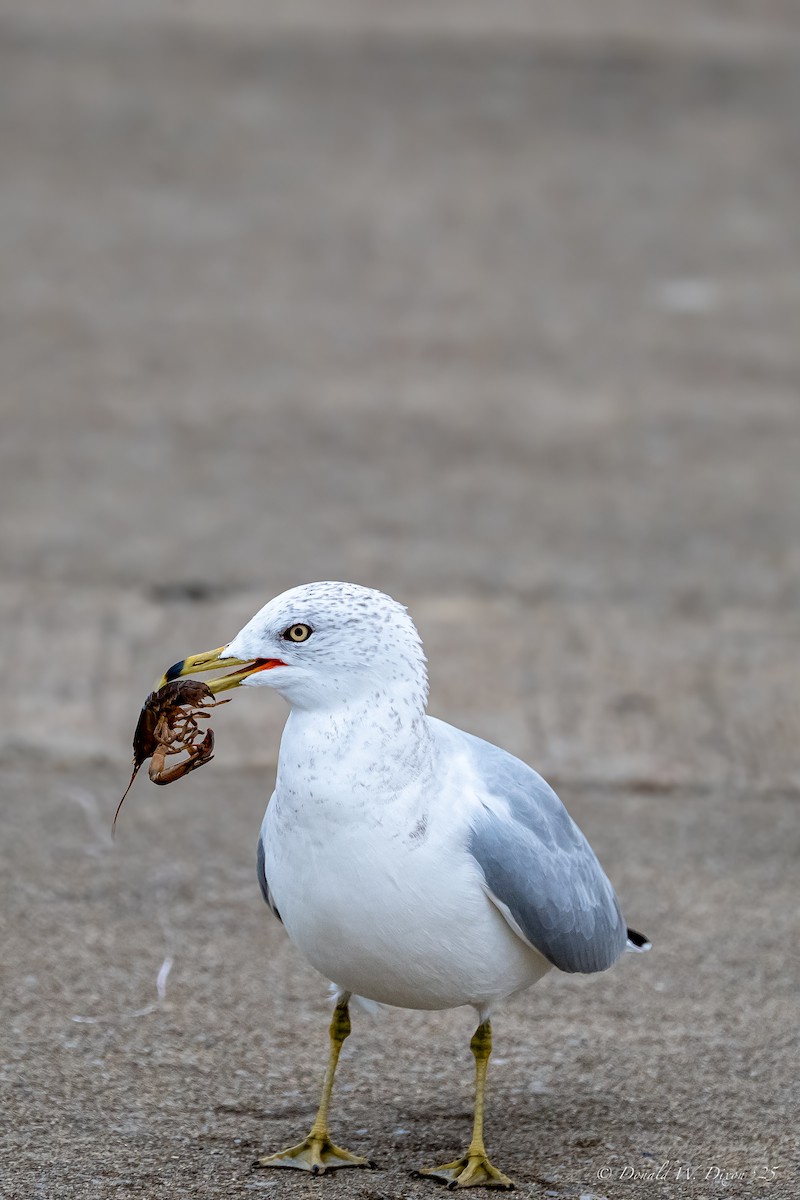 Ring-billed Gull - ML643299190