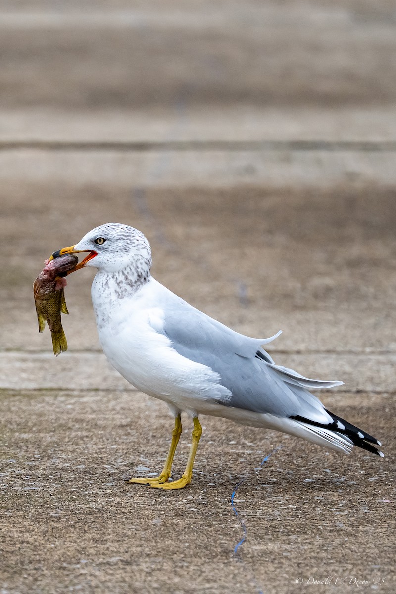 Ring-billed Gull - ML643299191