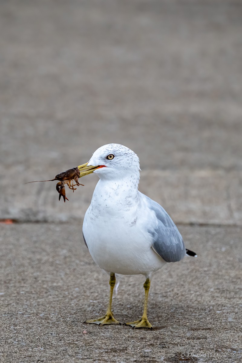 Ring-billed Gull - ML643299192
