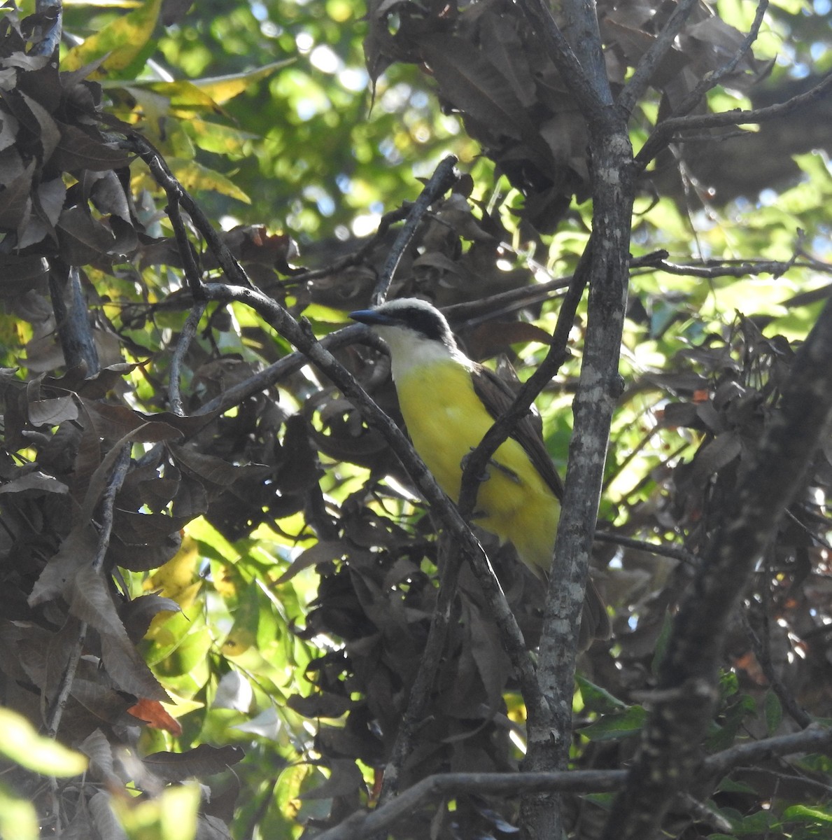 Great Kiskadee - ML643299193