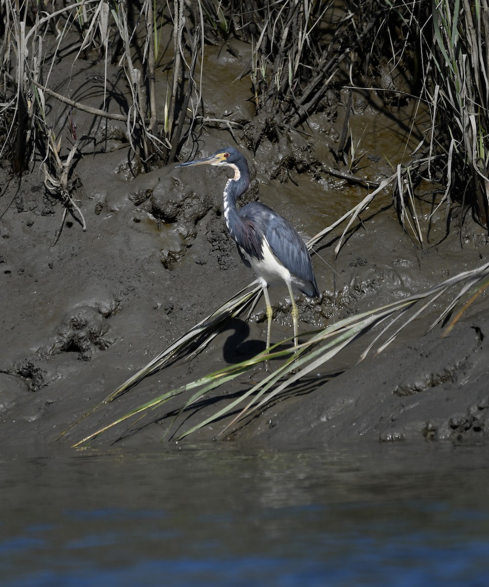 Tricolored Heron - ML643299263