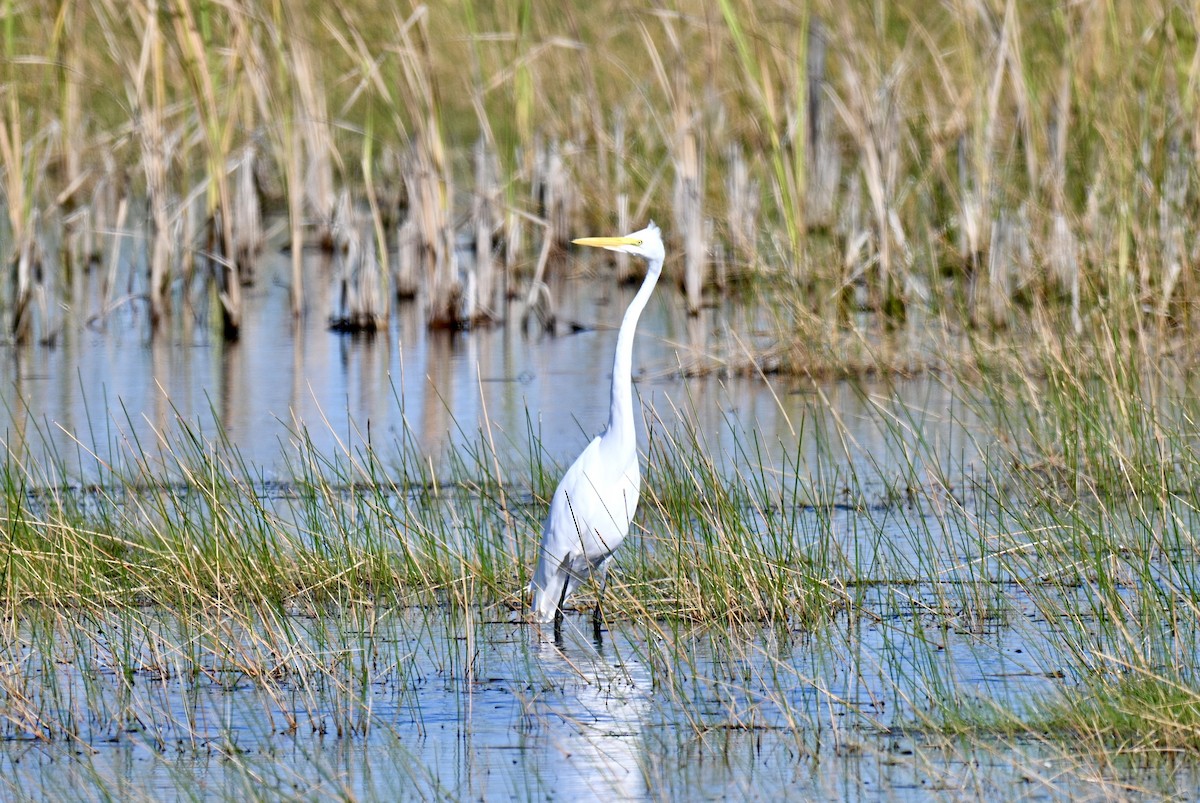 egretthegre - ML643299271