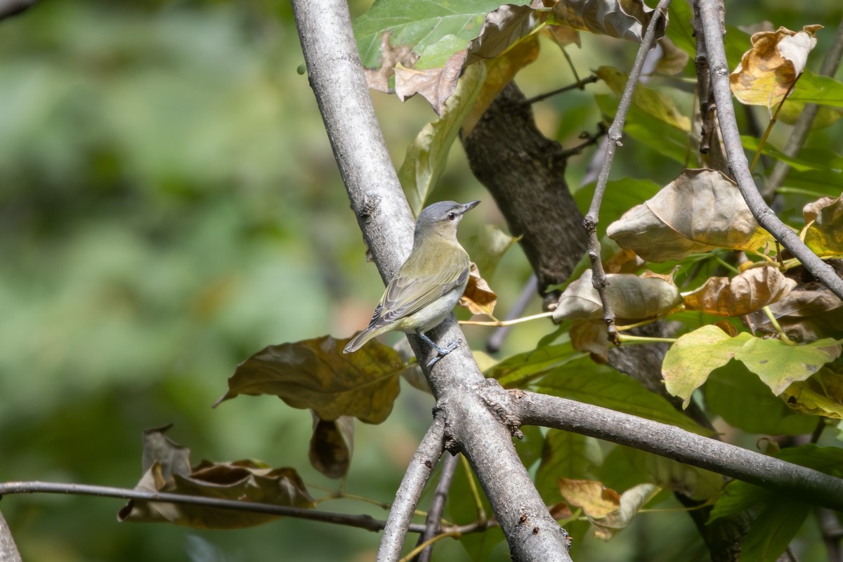 Red-eyed Vireo - ML643299272