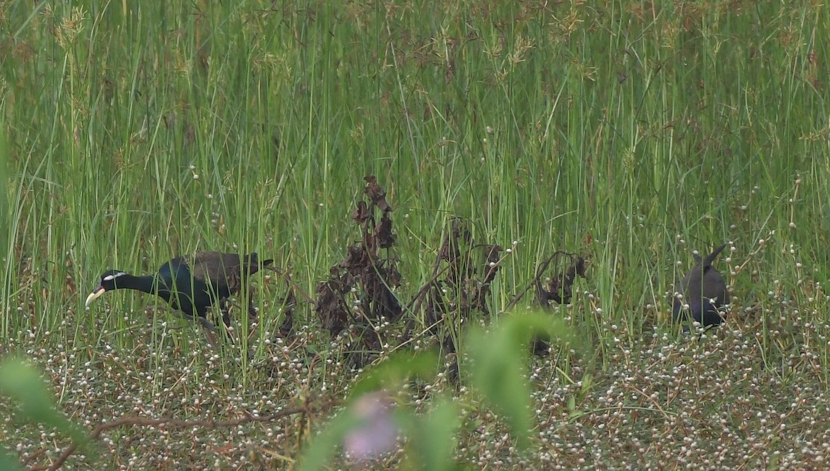 Bronze-winged Jacana - ML643299276