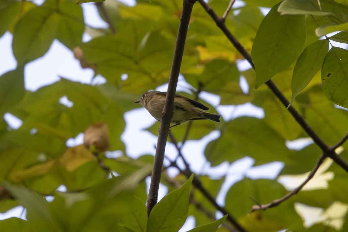 Ruby-crowned Kinglet - ML643299278