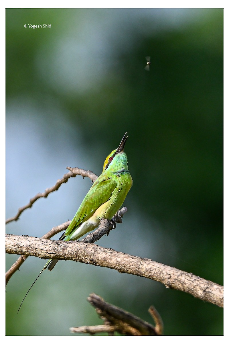 Asian Green Bee-eater - ML643299309