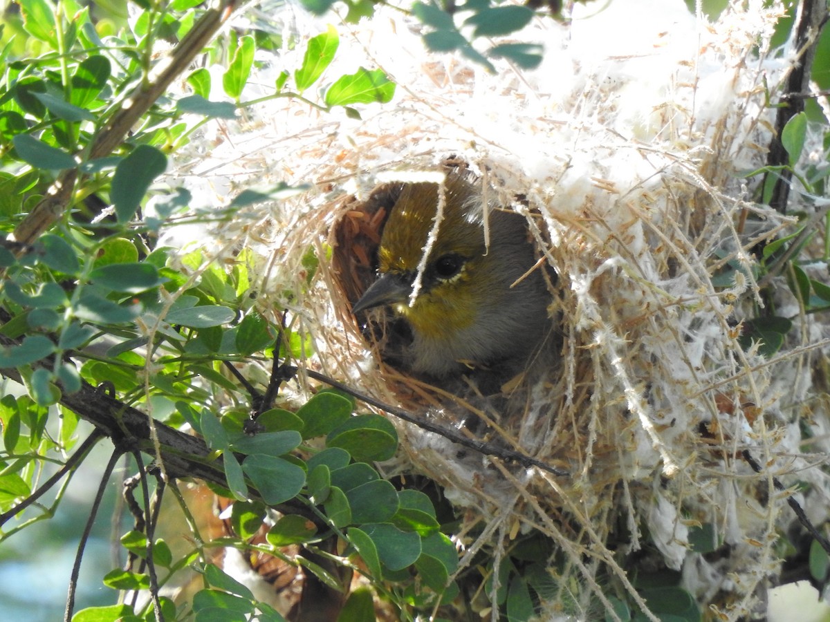 Verdin - ML643299311