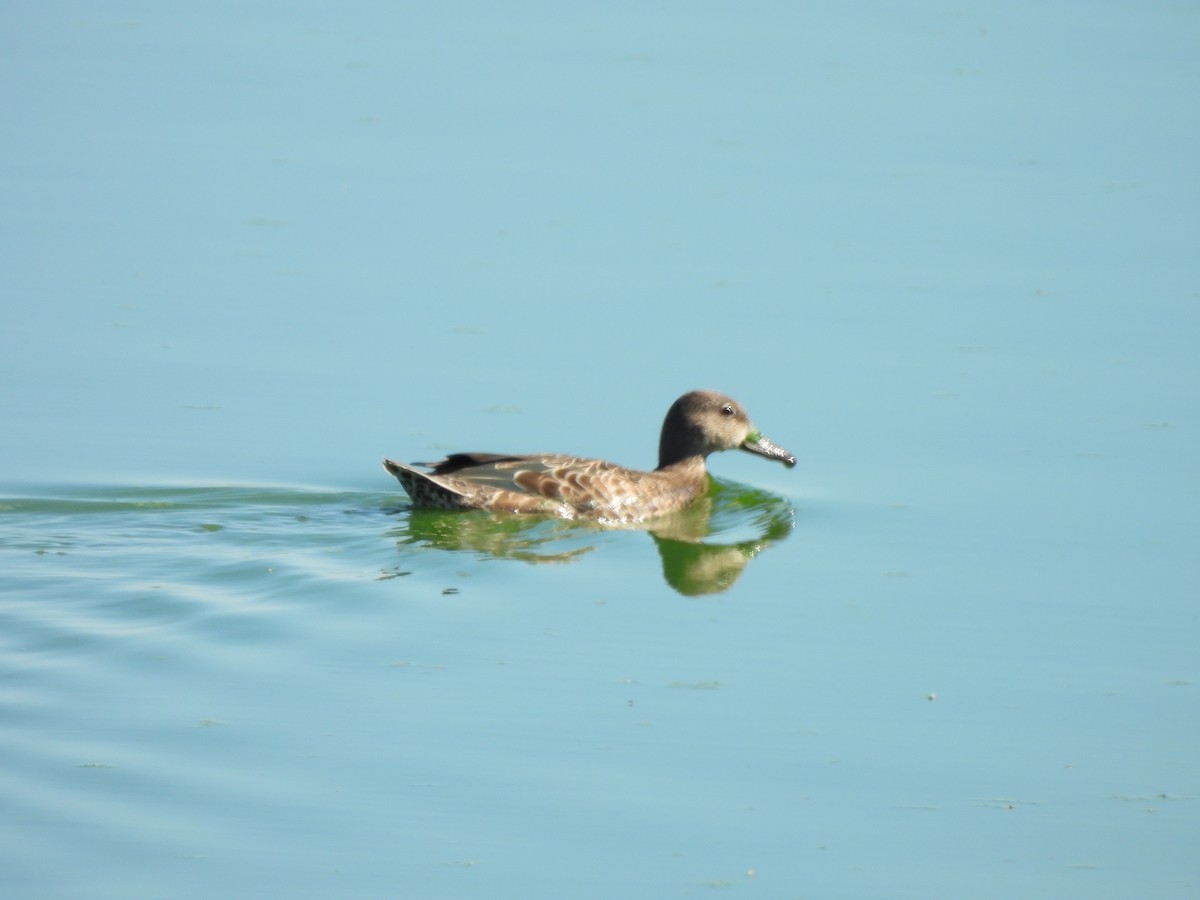 Blue-winged Teal - ML643299315