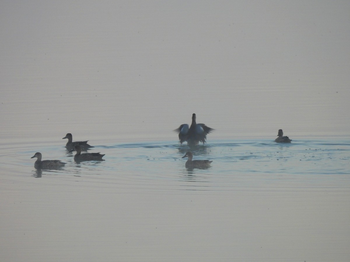 Blue-winged Teal - ML643299316