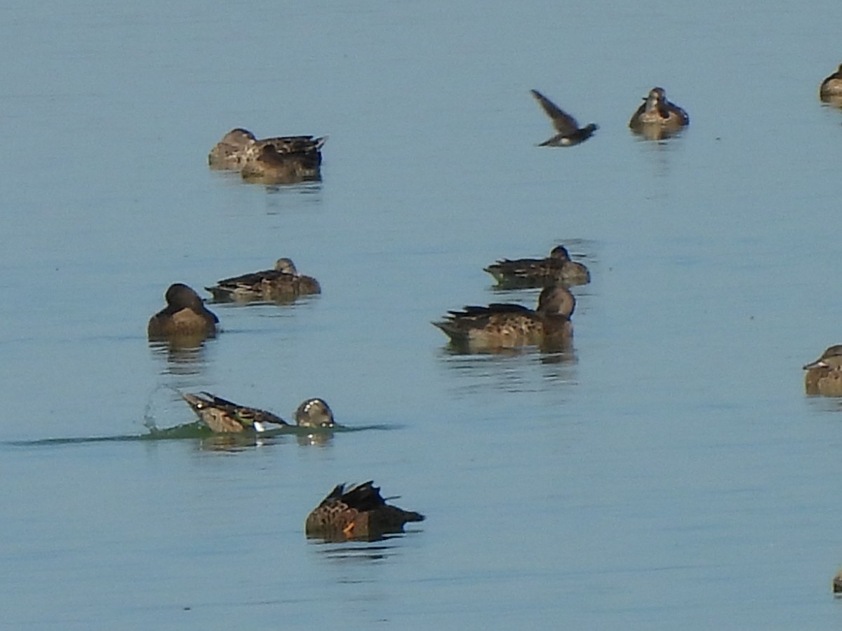 Blue-winged Teal - ML643299317