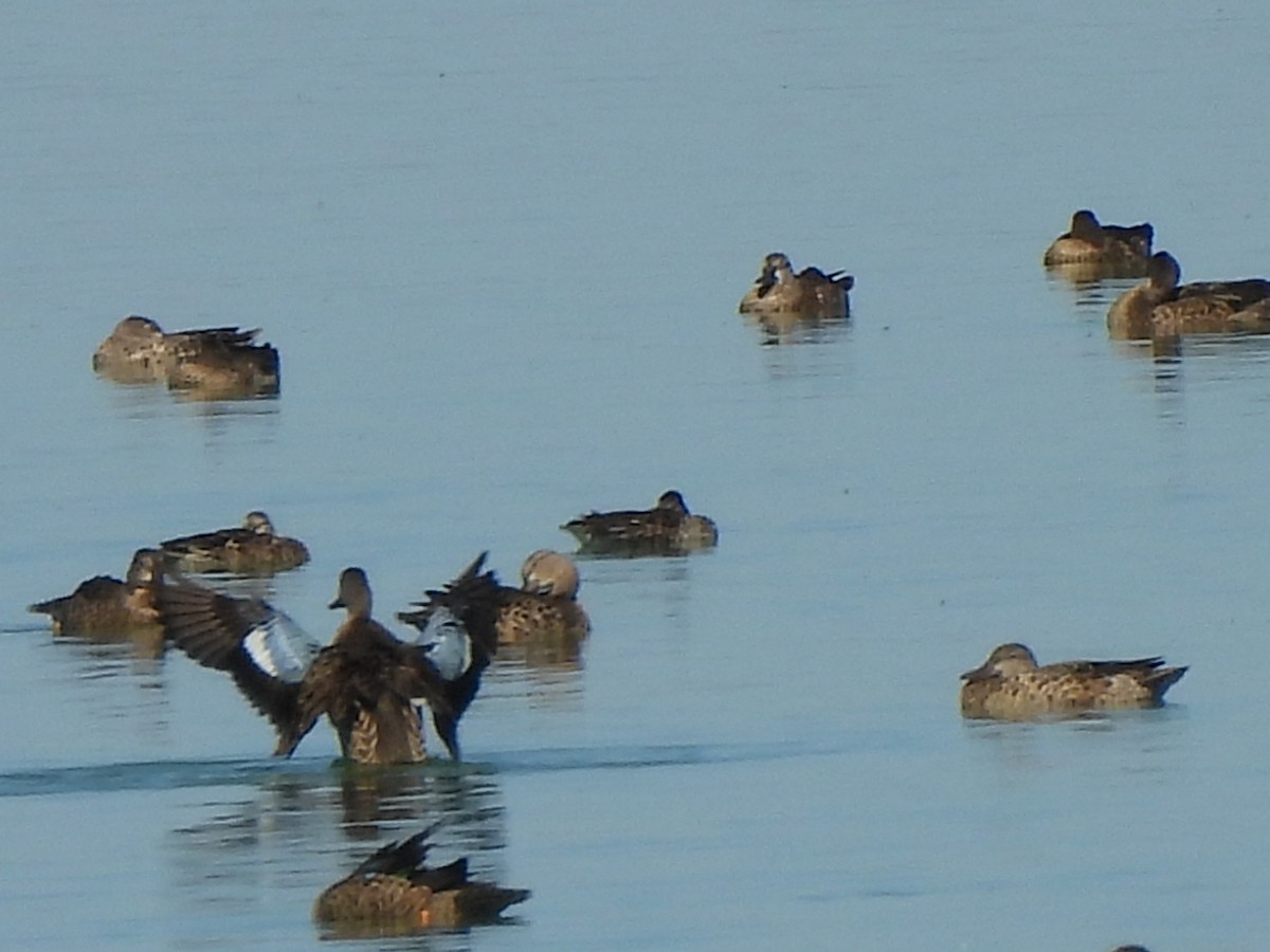 Blue-winged Teal - ML643299318