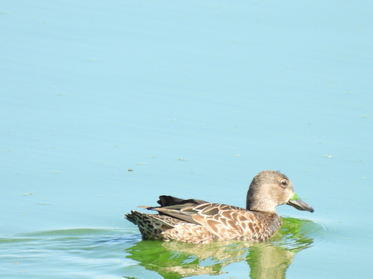 Blue-winged Teal - ML643299319