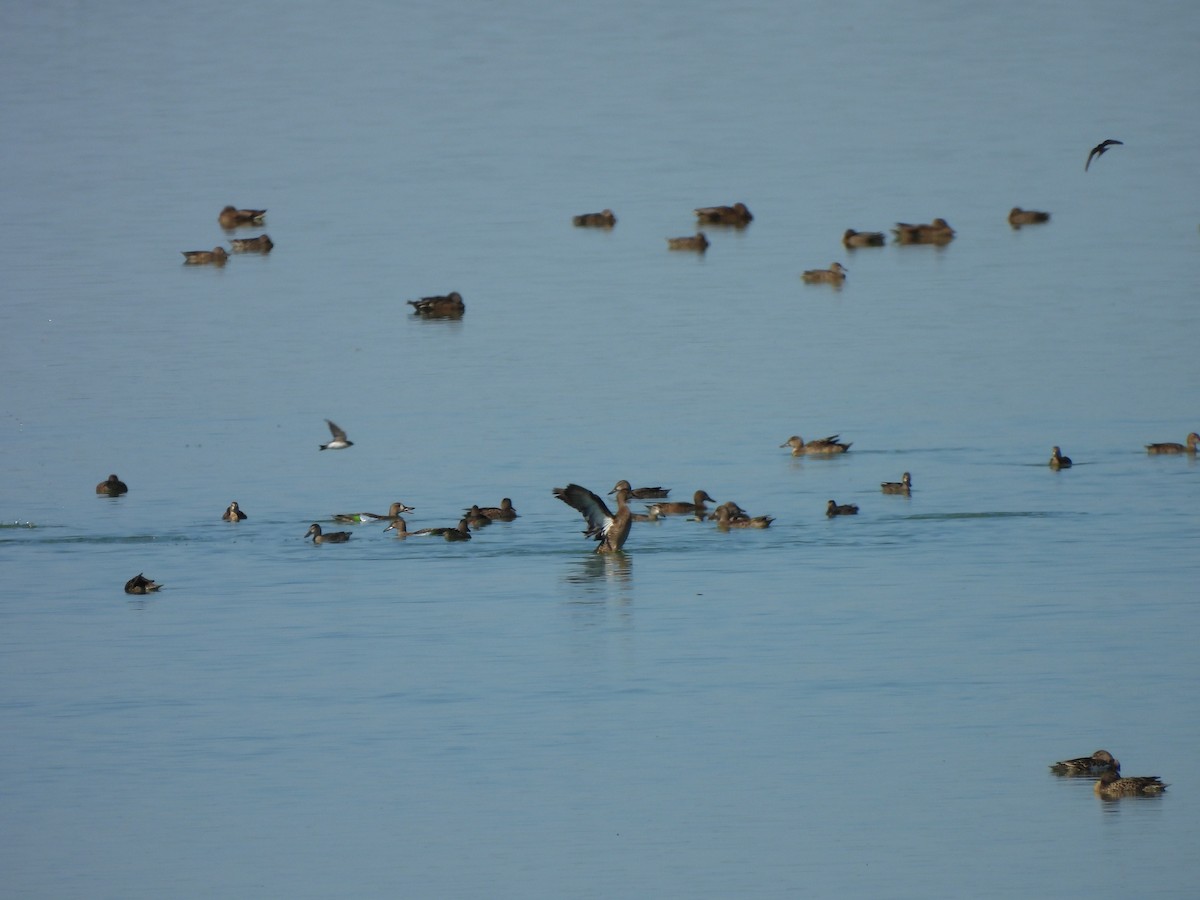 Blue-winged Teal - ML643299320