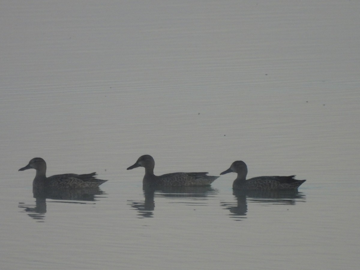 Blue-winged Teal - ML643299321