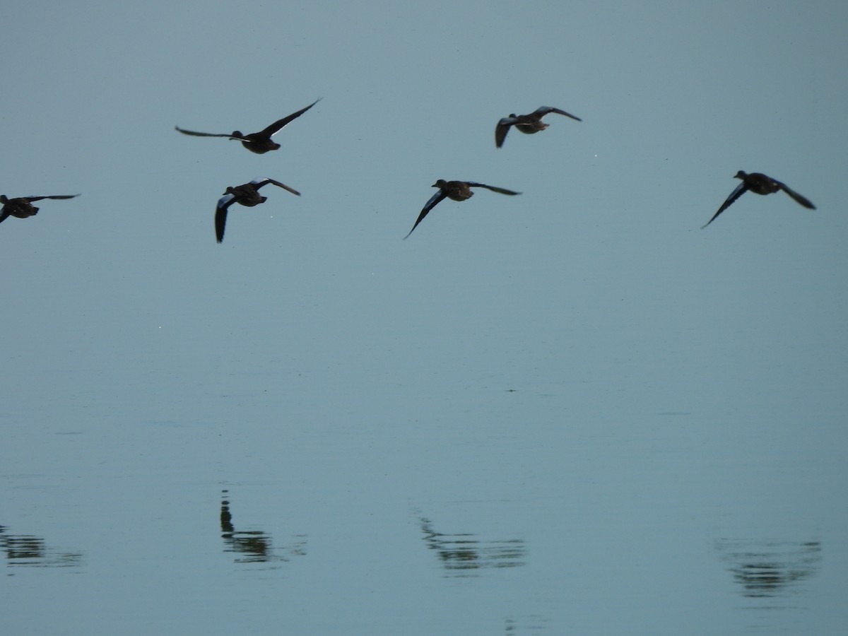 Blue-winged Teal - ML643299323