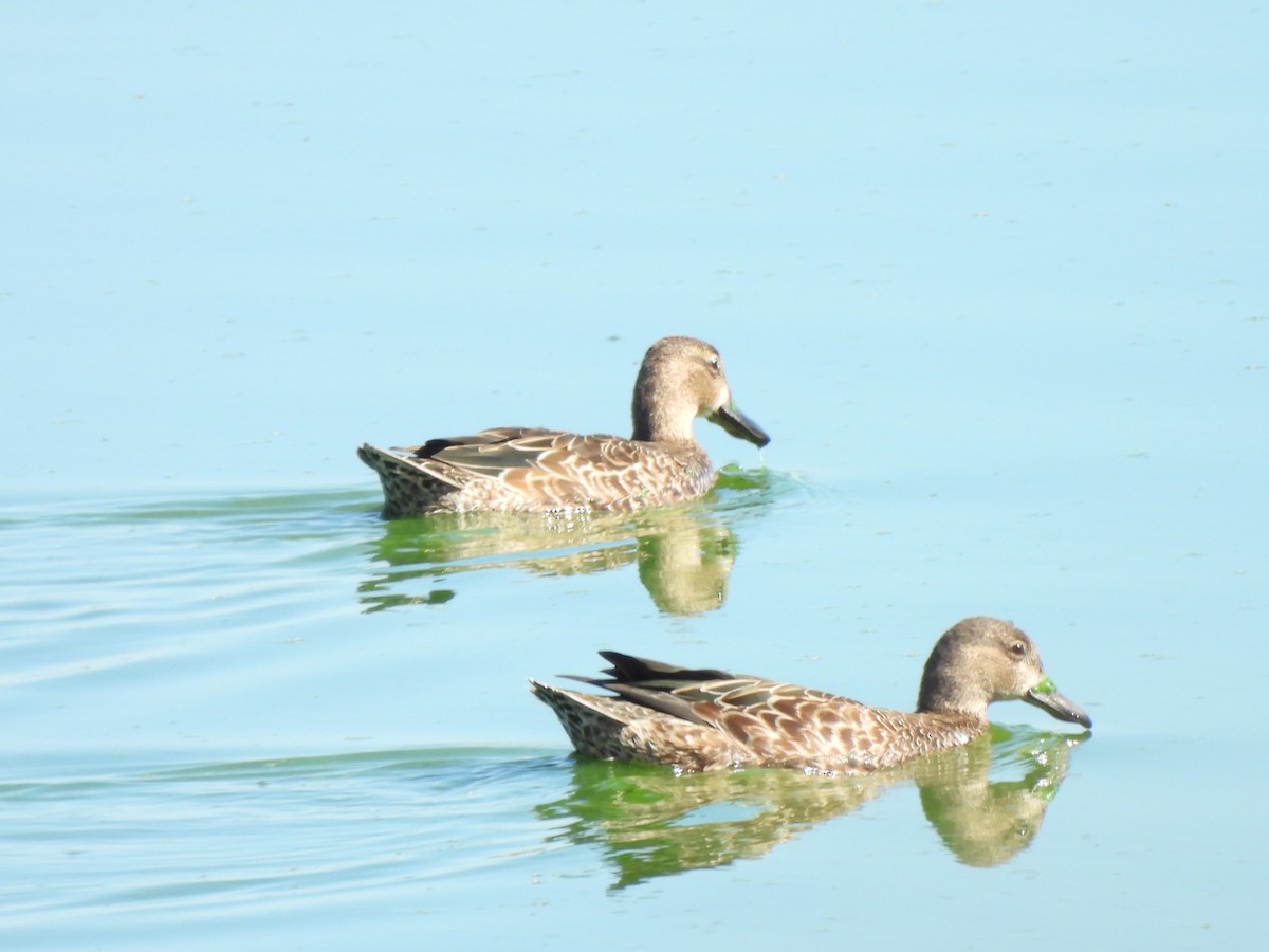 Blue-winged Teal - ML643299324
