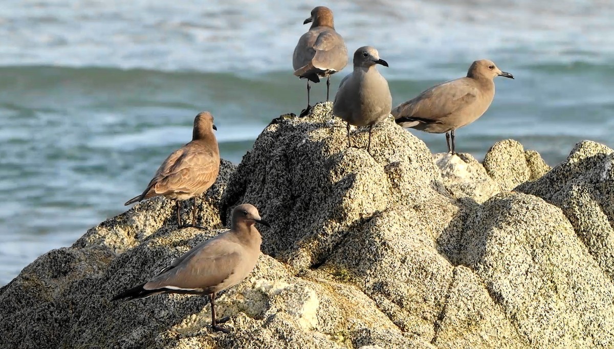 Gray Gull - ML643299325