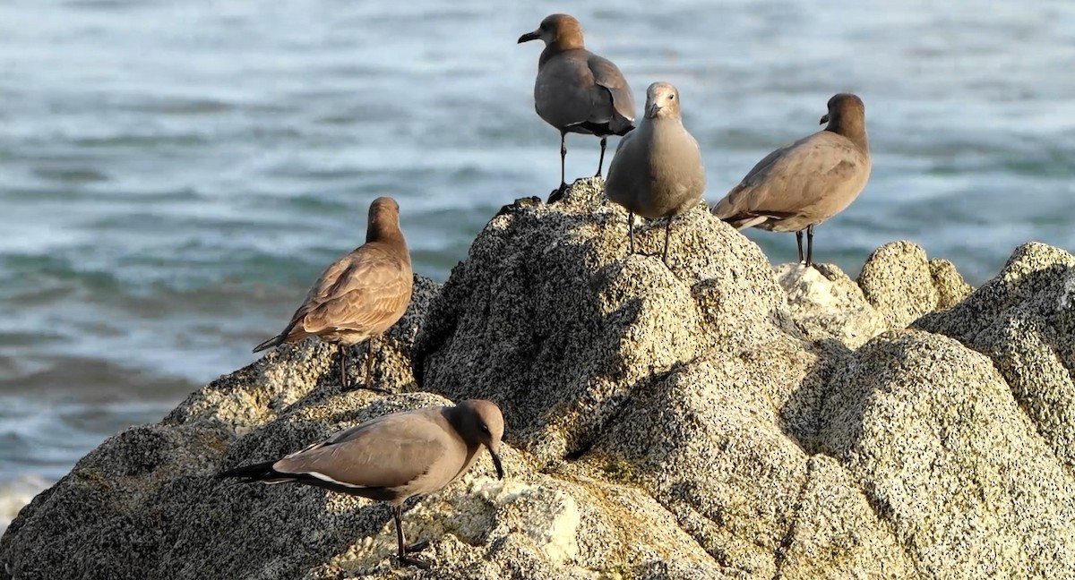 Gray Gull - ML643299326