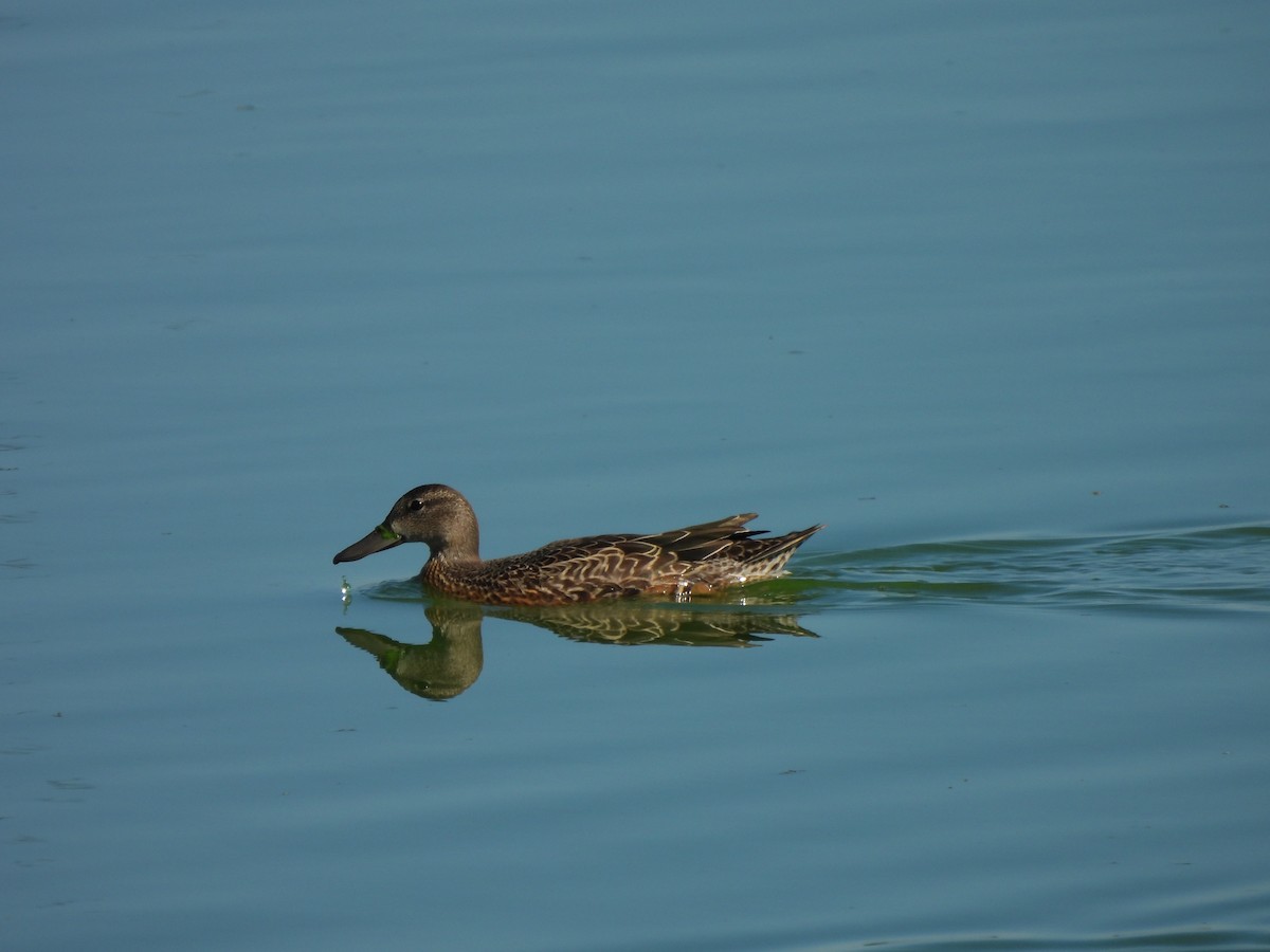 Blue-winged Teal - ML643299328