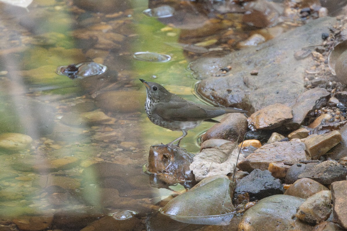 Gray-cheeked Thrush - ML643299329