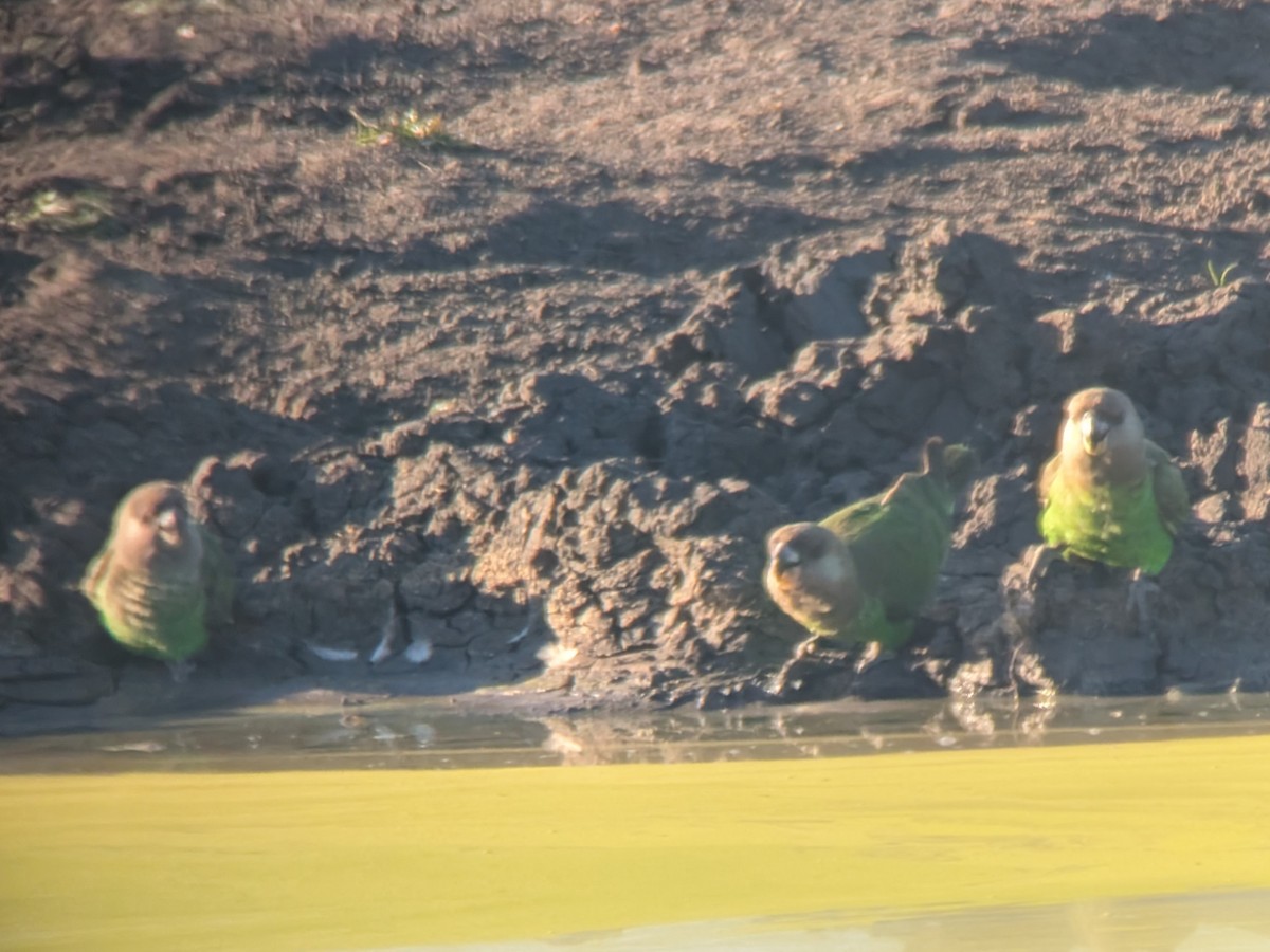 Brown-headed Parrot - ML643299331