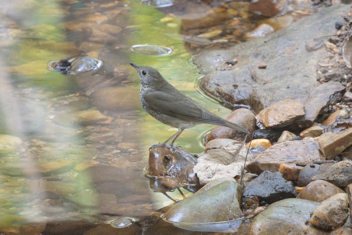 Gray-cheeked Thrush - ML643299335