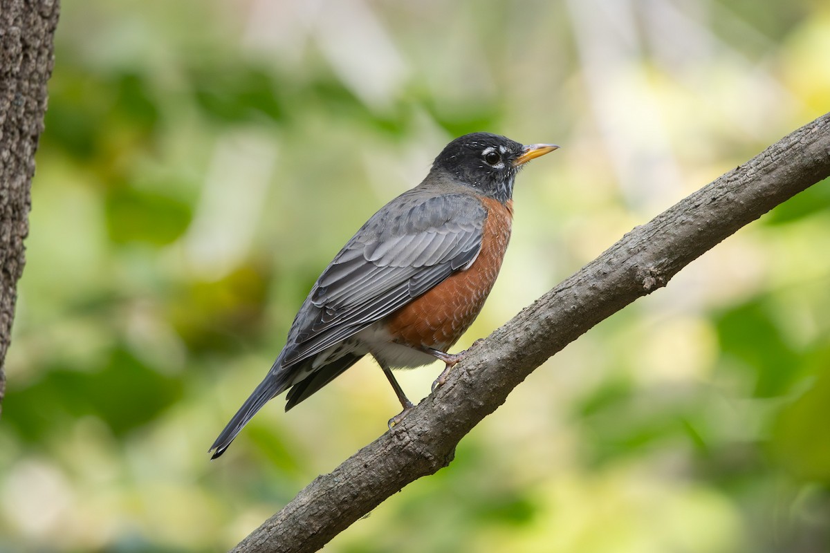American Robin - ML643299343