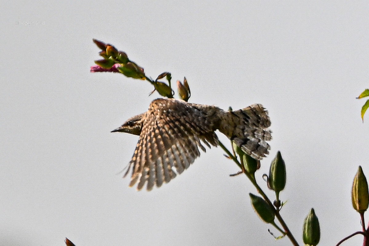Eurasian Wryneck - ML643299347