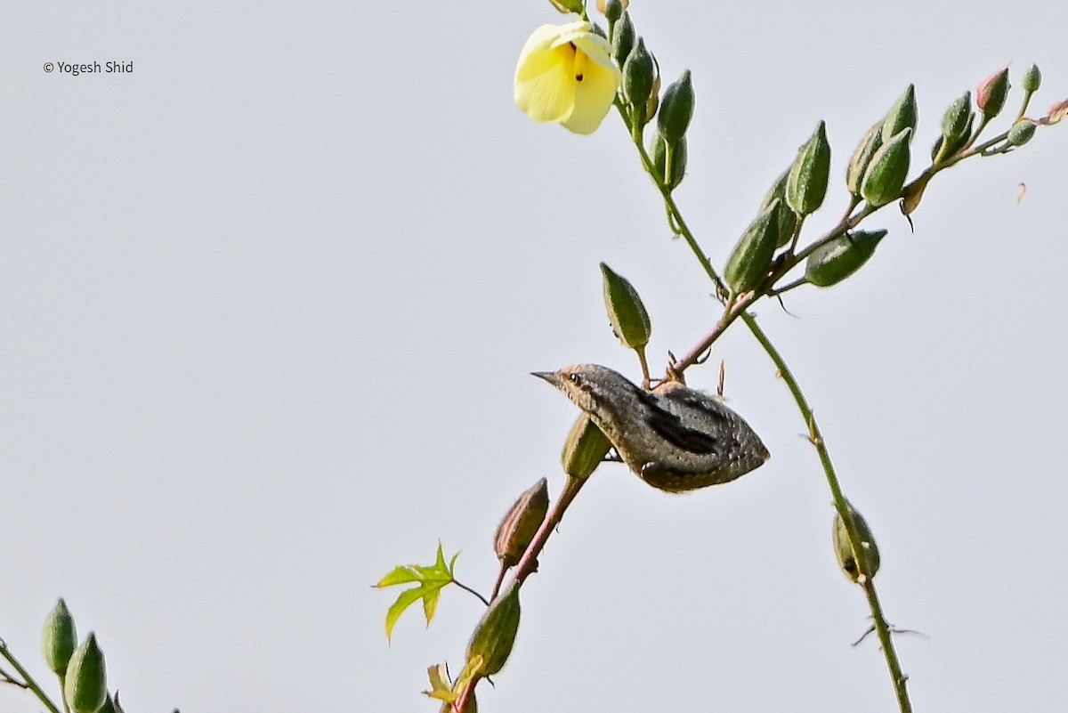 Eurasian Wryneck - ML643299348