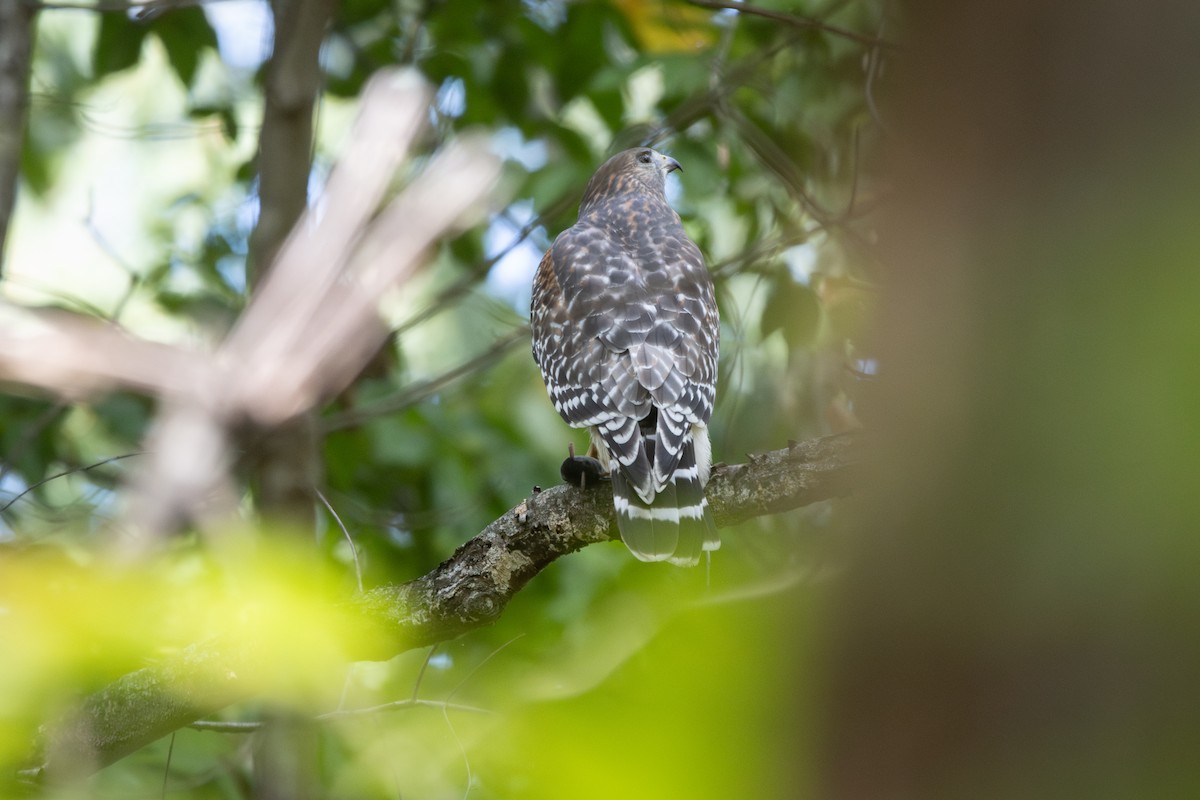 Red-shouldered Hawk - ML643299349