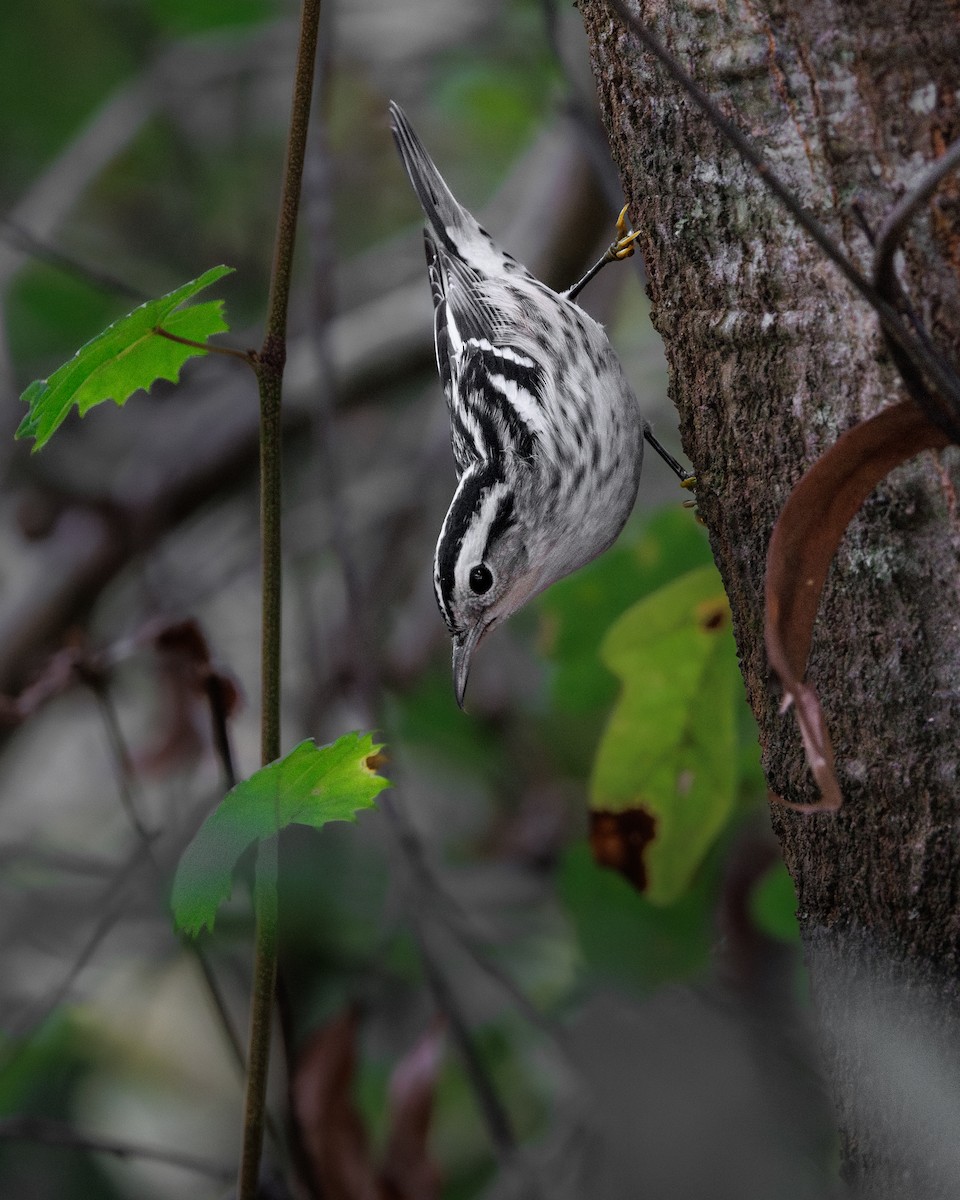 Black-and-white Warbler - ML643299364