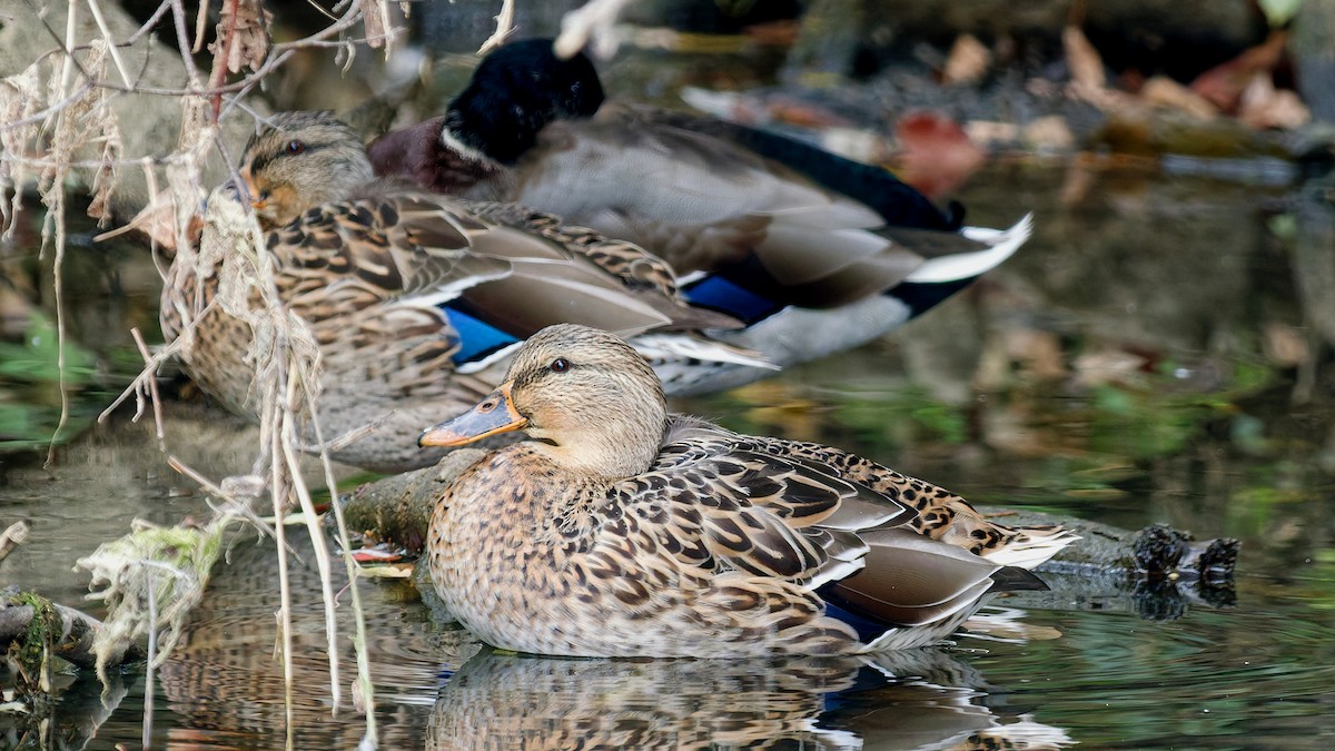Mallard - ML643299369